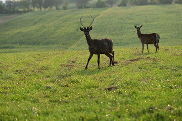 Rothirsch Rudel in der Herbstsonne