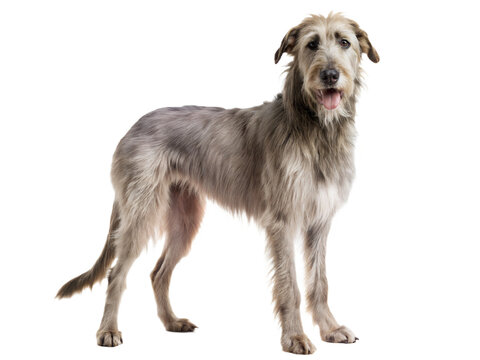 Grey Irish Wolfhound dog standing and looking at camera, isolated on white background