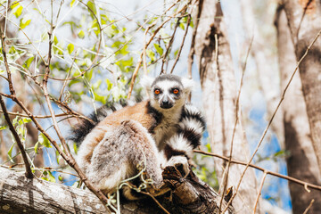 Ring-tailed maki catta lemur on a tree