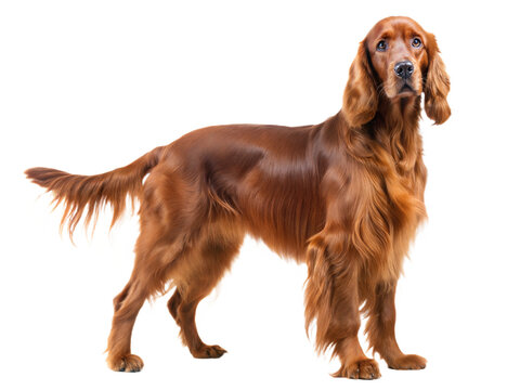 Irish setter dog isolated on white background
