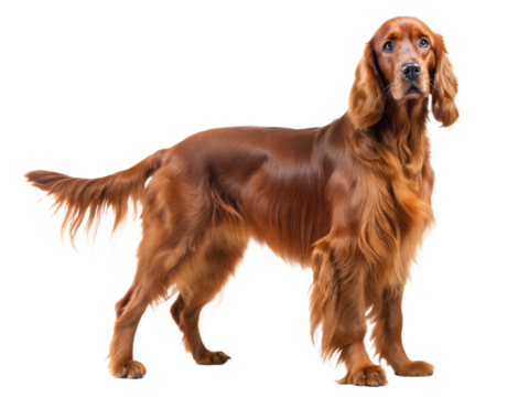 Irish setter dog isolated on white background