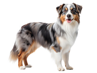 Miniature American Shepherd isolated on white background