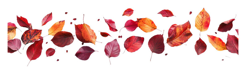 Colorful Autumn Leaves Falling on Transparent Background