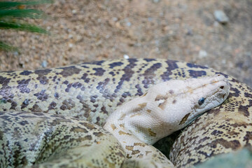 Granite Burmese Python (Python bivittatus) is one of the largest species of snakes. It is native to a large area of Southeast Asia and is listed as Vulnerable on the IUCN Red List.