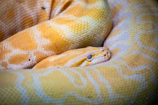 The albino Burmese python (Python bivittatus), it is one of the largest species of snakes. It is native to a large area of Southeast Asia and is listed as Vulnerable on the IUCN Red List.