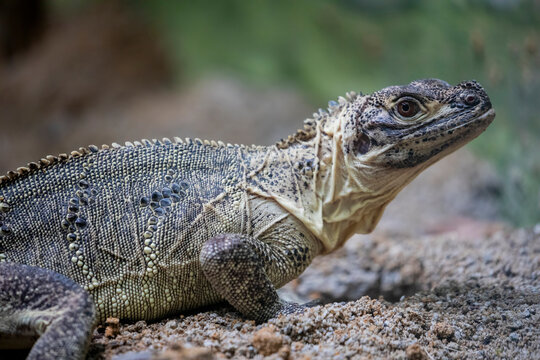 Philippine sailfin lizard (Hydrosaurus pustulatus) is an oviparous lizard endemic to several of the islands that make up the Philippines and is also found in New Guinea and Eastern Indonesia.
