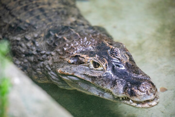 The spectacled caiman (Caiman crocodilus) is a crocodilian in the family Alligatoridae. It is brownish-, greenish-, or yellowish-gray colored and has a spectacle-like ridge between its eyes.