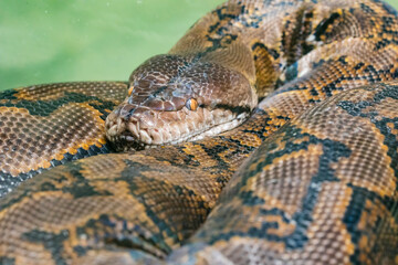The reticulated python (Malayopython reticulatus) is a species of snake in the family Pythonidae. The species is native to South Asia and Southeast Asia. It is the world's longest snake.