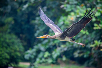 The closeup image of painted stork (Mycteria leucocephala) fly over the lake in the zoo negara Malaysia. A lot of painted stork are living there. 