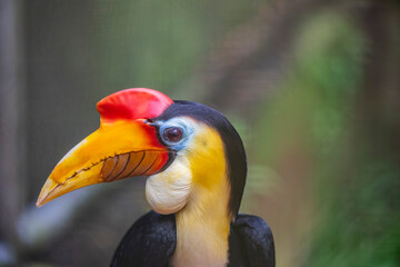 The closeup image of male The knobbed hornbill (Rhyticeros cassidix). It is a colourful hornbill native to Indonesia. The faunal symbol of South Sulawesi province.