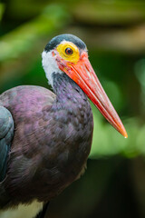 Fototapeta premium Storm's stork (Ciconia stormi) is a medium-sized stork species that occurs primarily in lowland tropical forests of Indonesia, Malaysia and southern Thailand. It is considered to be the rarest of all 