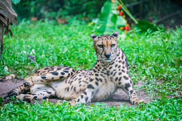 The closeup image of a King Cheetah (Acinonyx jubatus) from Zoo Negara Malaysia.
 a rare genetic variation of the African cheetah. 