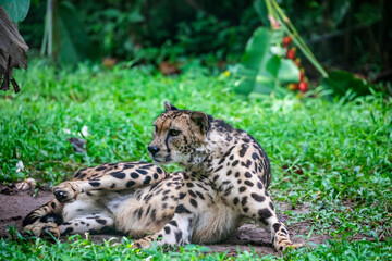 The closeup image of a King Cheetah (Acinonyx jubatus) from Zoo Negara Malaysia.
 a rare genetic variation of the African cheetah. 