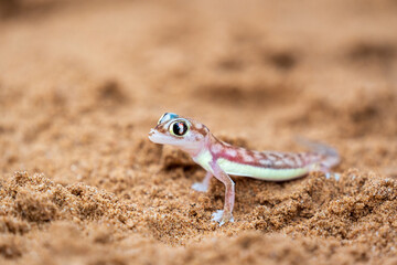 A close up of a Namib sand gecko sat in the sand of the desert near Swakopmund, Namibia
