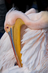 A close up view of a great white pelican as it bends backwards to clean its feathers in the sunshine off the coast of Swakopmund in Namibia