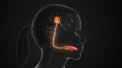 Taste Sensory Pathways for Flavor Perception
