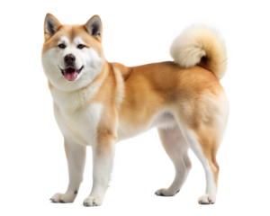 Akita dog standing and looking at camera, isolated on white background