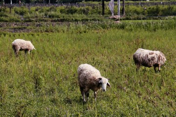 Obraz premium sheep in the garden during the day