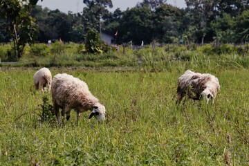 Fototapeta premium sheep in the garden during the day