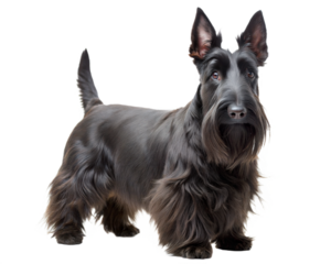 Black scottish terrier looking at camera, isolated on white background