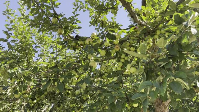 Bean apple, Rhenish, old apple
