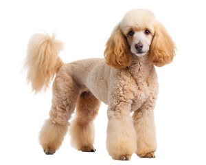 Cute poodle standing and looking at camera, isolated on white background