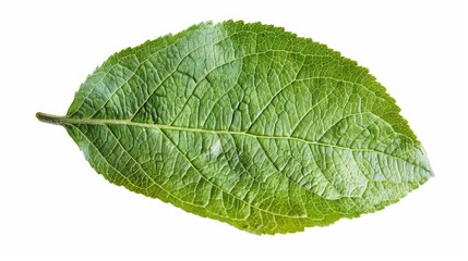 Obraz premium A single leaf photographed from above, on a white background