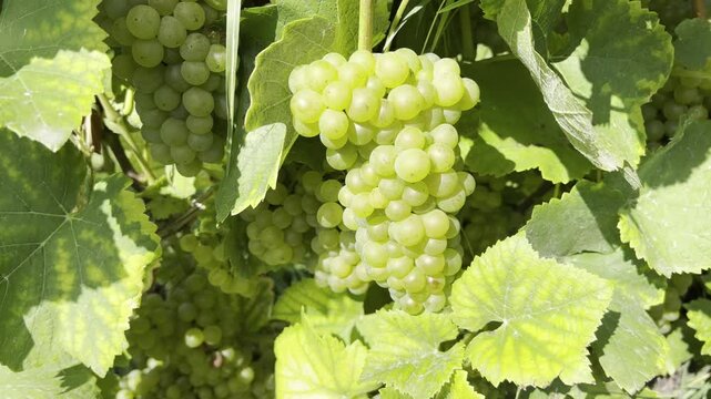 Chardonay, Chablis, Chabli