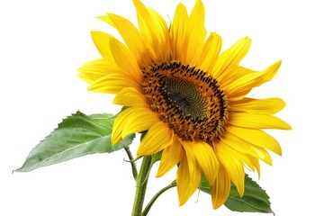 Naklejka premium A single yellow sunflower grows on a white background, surrounded by green leaves