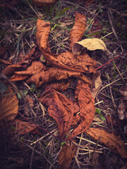 Brown leaves on ground autumn simbol