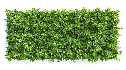 Obraz premium green hedge wall isolated on white background