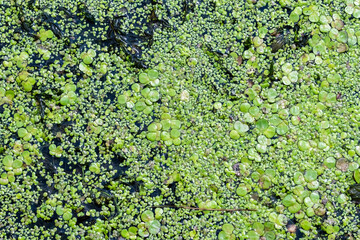 Green coloured duckweed on the water surface in the pond.