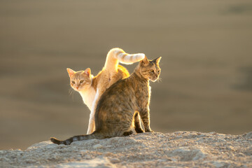 Loves cats, two cats rub each other at sunrise