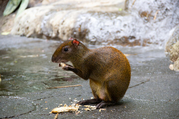 Central American agouti