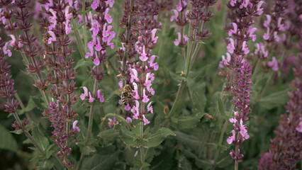 The scene shows a simple yet profound interaction between a bee and the blossoms. Nature&rsquo;s vivid colors blend seamlessly in this peaceful moment.