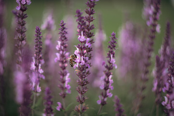 In the close-up, the flowers showcase their stunning violet color. A bee buzzes gently, symbolizing the cycle of life in nature.