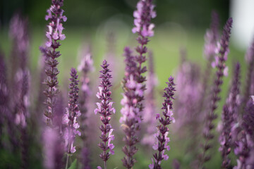 Obraz premium A field of lavender stretches into the distance, with soft purple hues dominating the image. The sunlight filters through, highlighting the delicate flowers.