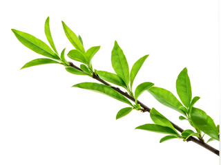 Fototapeta premium Green tree branch isolated white background with clipping path, full hd 