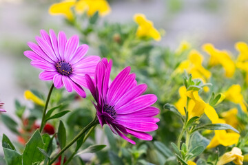 Obraz premium Pink-coloured Cape Marguerite (Osteospermum ecklonis) in the garden.