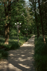 Fototapeta premium This forested path invites the walker into a serene atmosphere, where the trees provide shelter and old-fashioned lamp posts give subtle direction. The warm sunlight filters through the foliage.