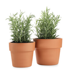 Rosemary plants growing in pots isolated on white. Aromatic herb
