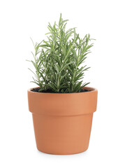 Rosemary plant growing in pot isolated on white. Aromatic herb