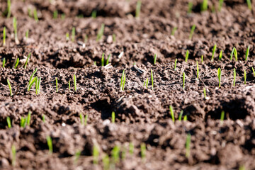 Green young plants, fresh seedlings in soil on field, growth, agriculture, plant cultivation, close...