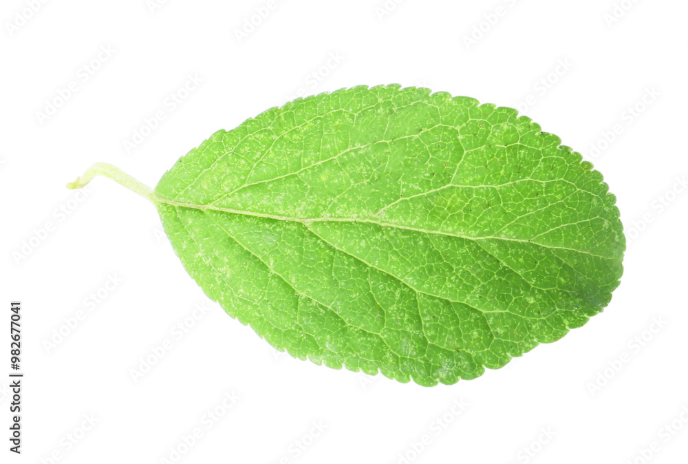 Poster One green plum leaf isolated on white, top view