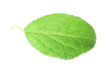 Obraz premium One green plum leaf isolated on white, top view