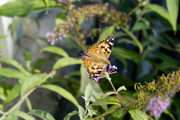 Painted Lady (Vanessa cardui) butterfly perched on summer lilac in Zurich, Switzerland