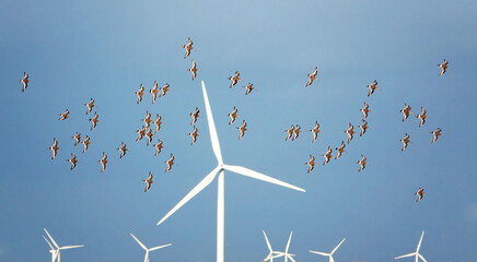 A flock of black-tailed godwits, limosa limosa, in flight across a blue sky with modern wind turbines producing green energy posing a danger to wildlife in the background. 