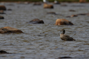 Female common eider duck, Somateria mollisssima, standing on a rock in shallow water, near Arviat Nunavut Canada. 