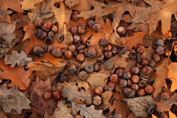 autumn background. dry fallen leaves and acorns of northern red oak (Quercus rubra) close up, natural forest backdrop. symbol of autumn harvest season. fall time. flat lay