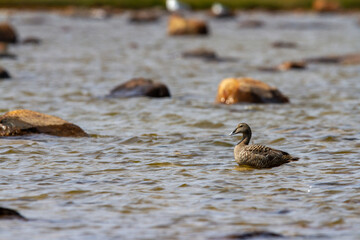 Female common eider duck, Somateria mollisssima, standing on a rock in shallow water, near Arviat Nunavut Canada. 